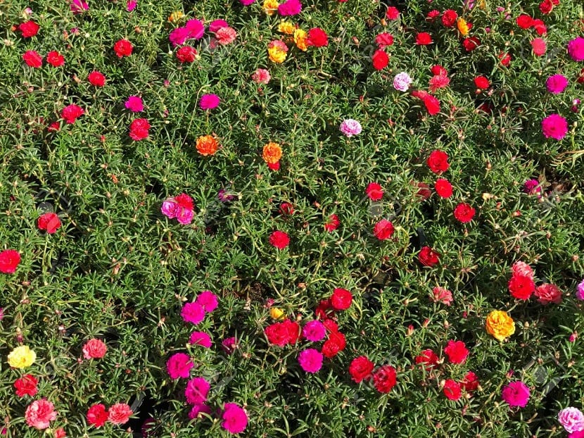 Portulaca grandiflora