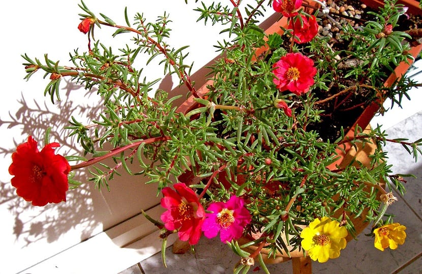 Características de la Portulaca