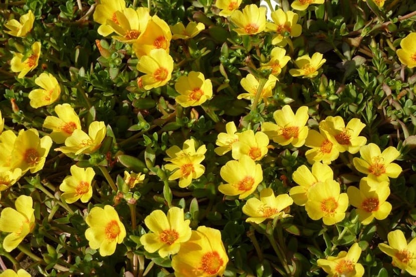 Portulaca umbraticola