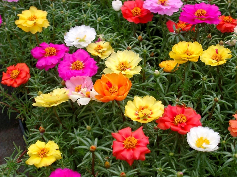 Portulaca