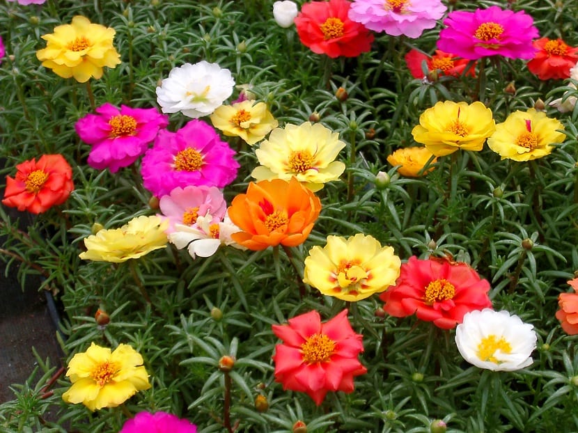 Portulaca: cuidados, siembra y especies de flor de seda