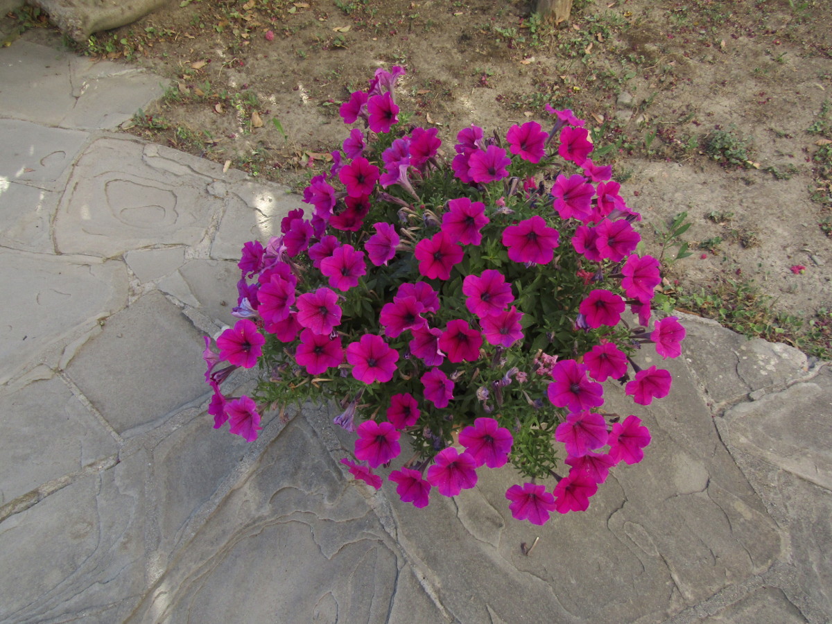 Potunia