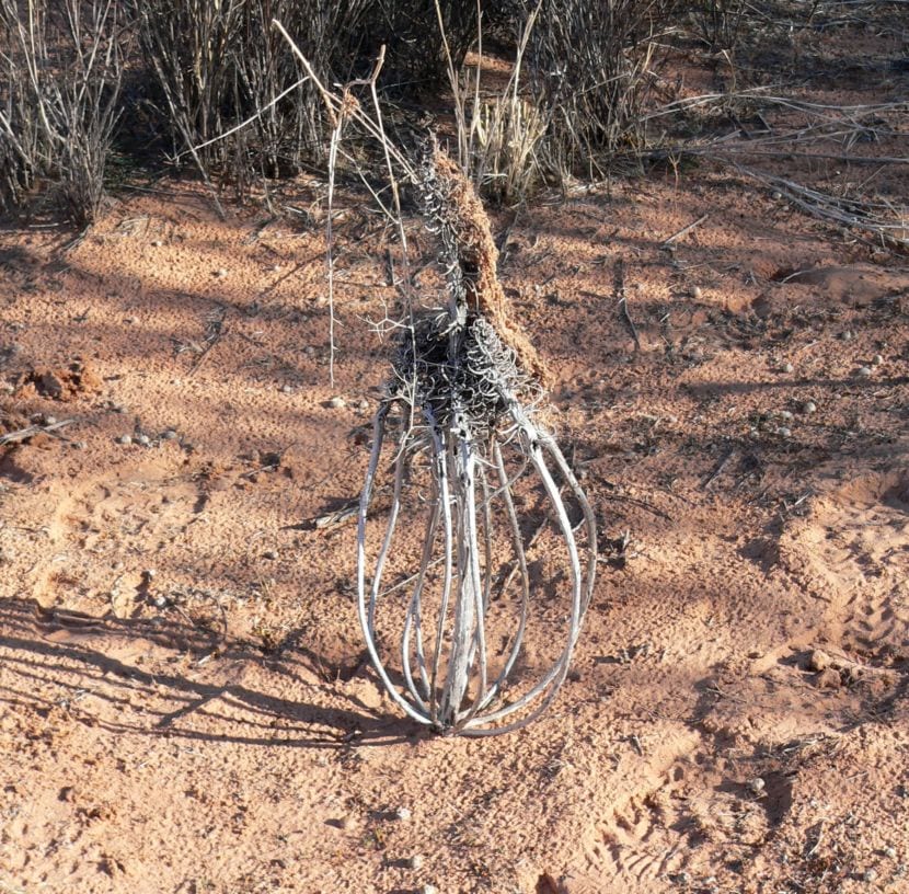 Oenothera