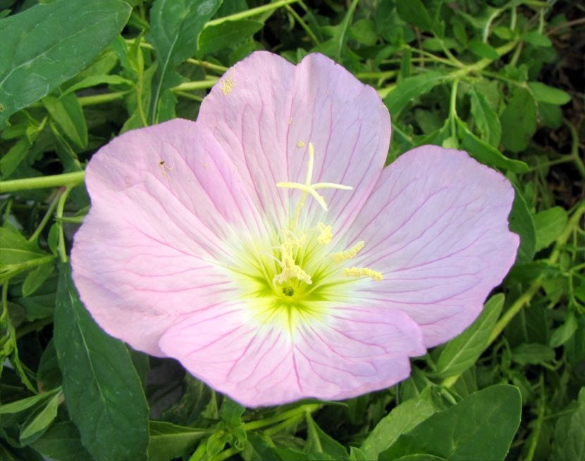 Primavera del desierto (Oenothera deltoides): cultivo y cuidados