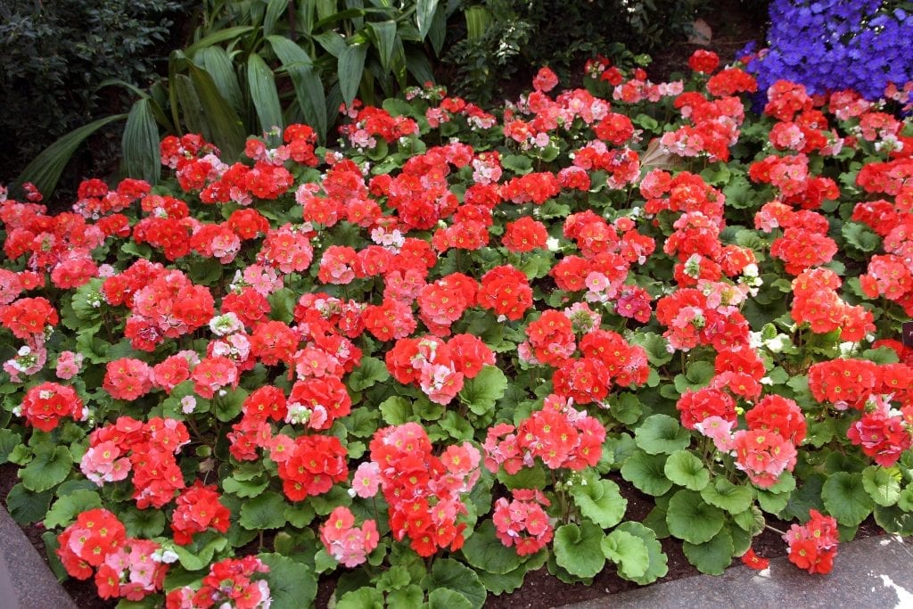 Primula obconica en jardín