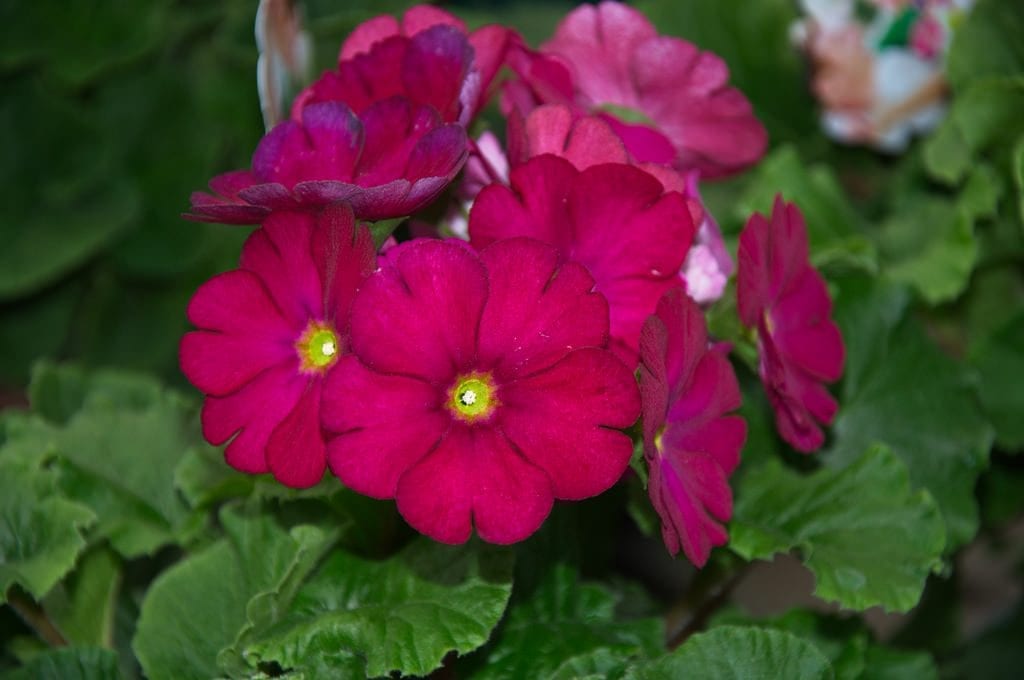 La Primula obconica es fácil de cuidar