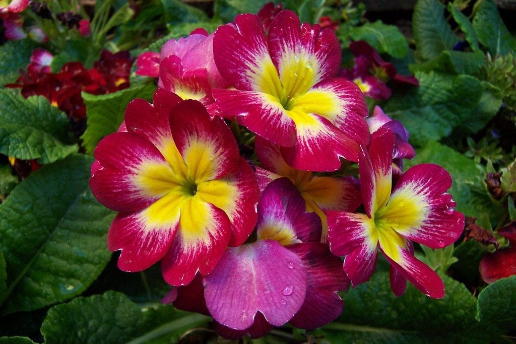 Primula obconica