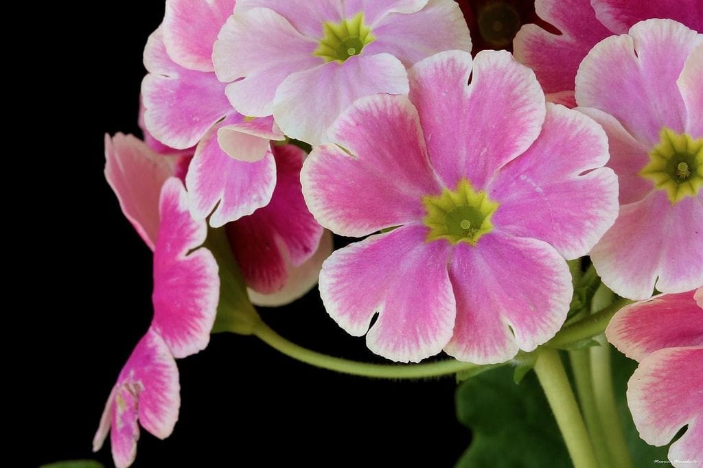 La Primula obconica produce flores de varios colores distintos
