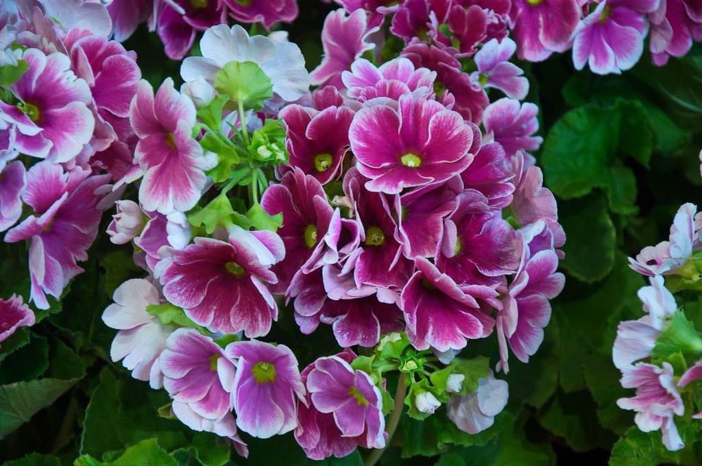 Flores de Primula obconica