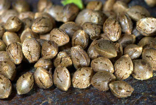 semillas de cannabis semillas de cannabis