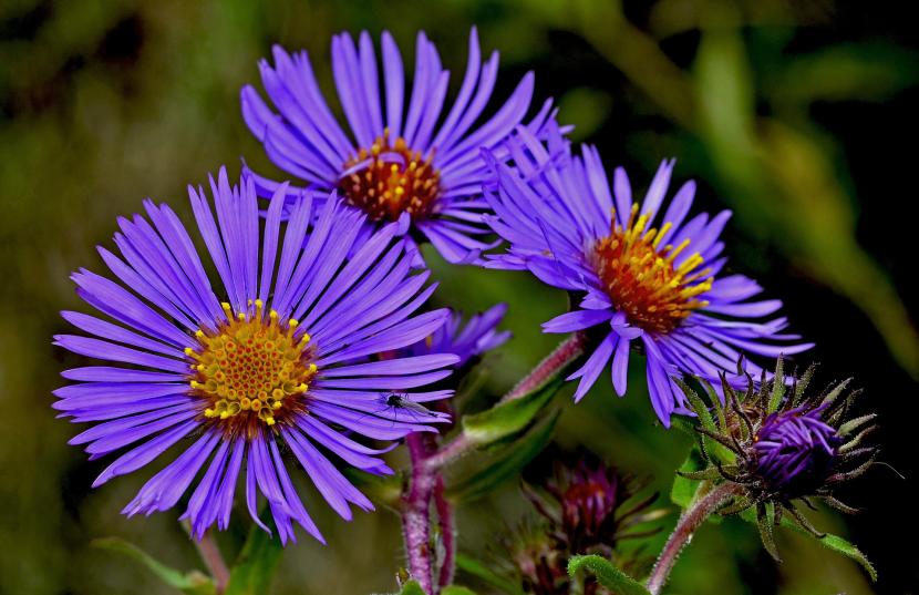 Flores que aguantan el frío: guía de jardín invernal