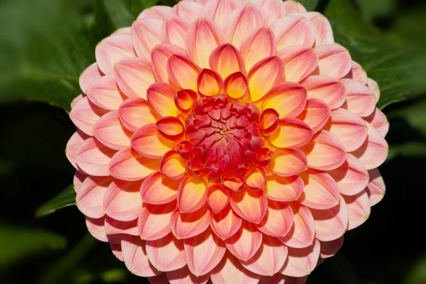 Dalia