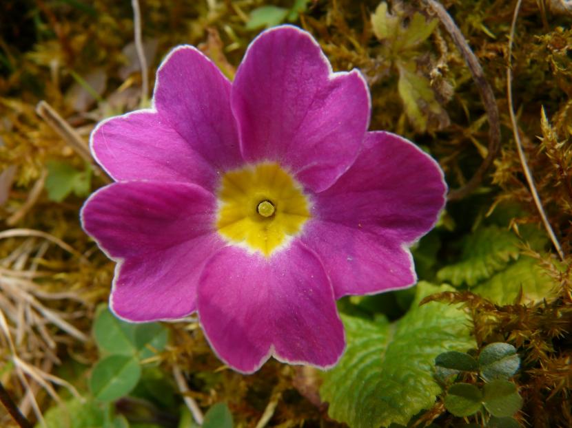 Primula vulgaris