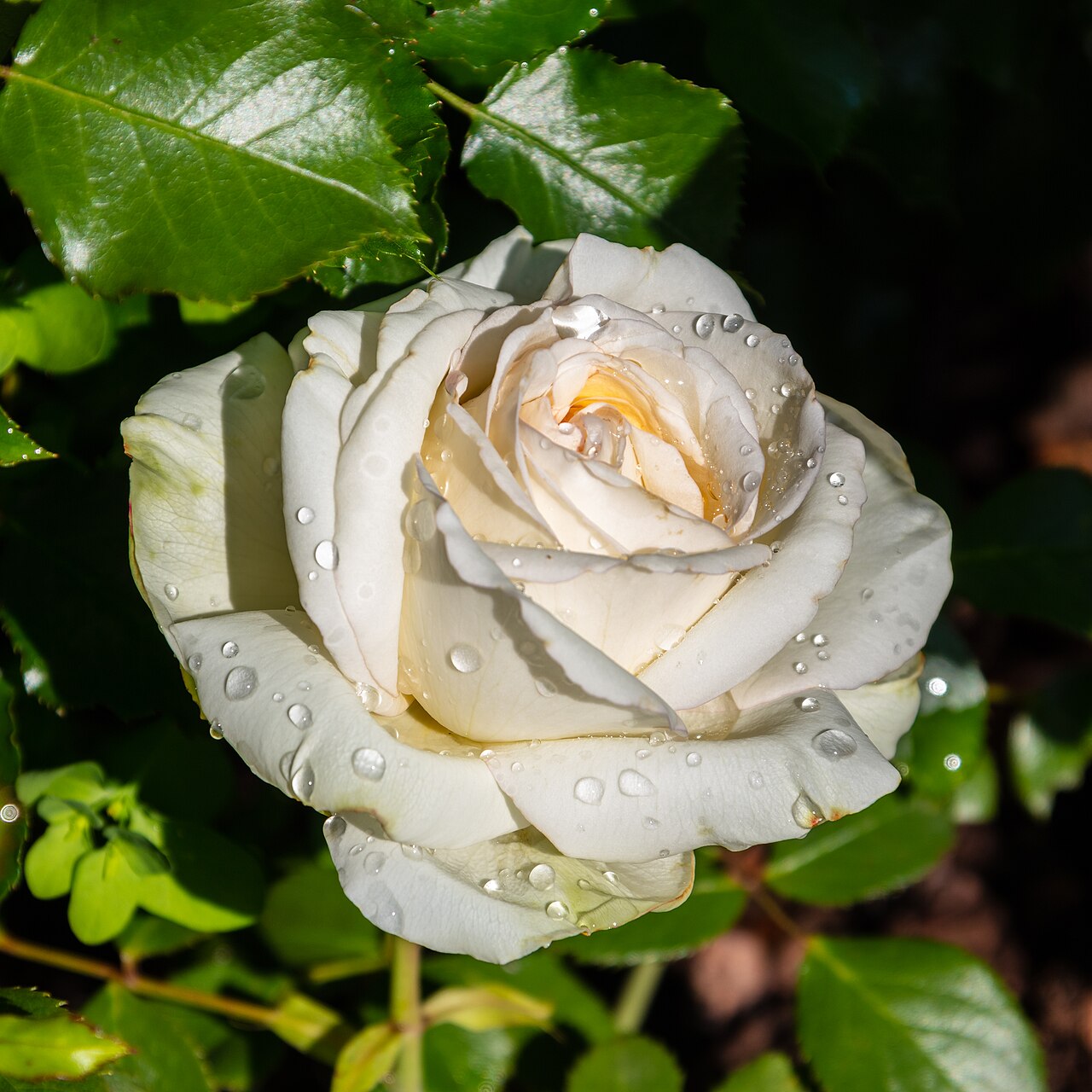 ¿Qué flores regalar en primavera?