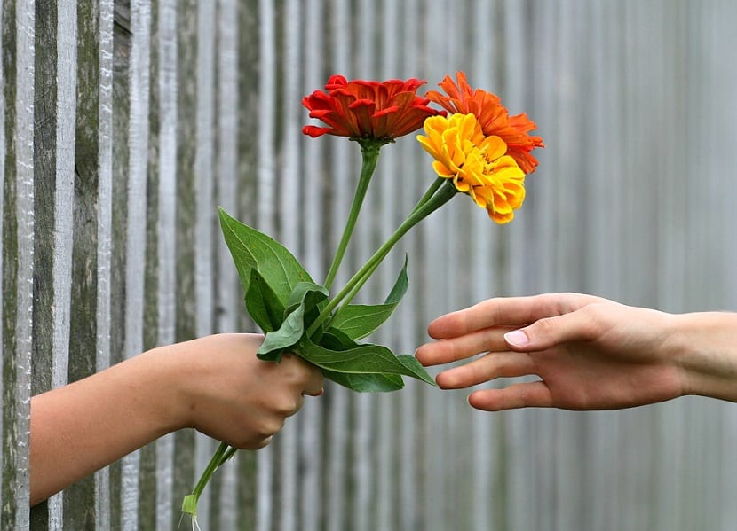Qué flores regalar en un cumpleaños y cuáles evitar