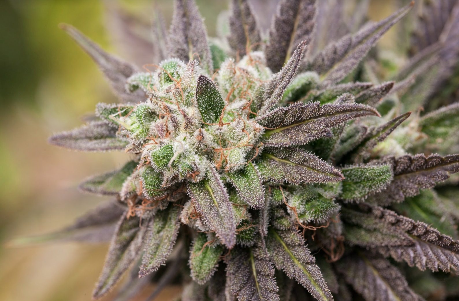 Flores de CBD: qué permite la ley en España