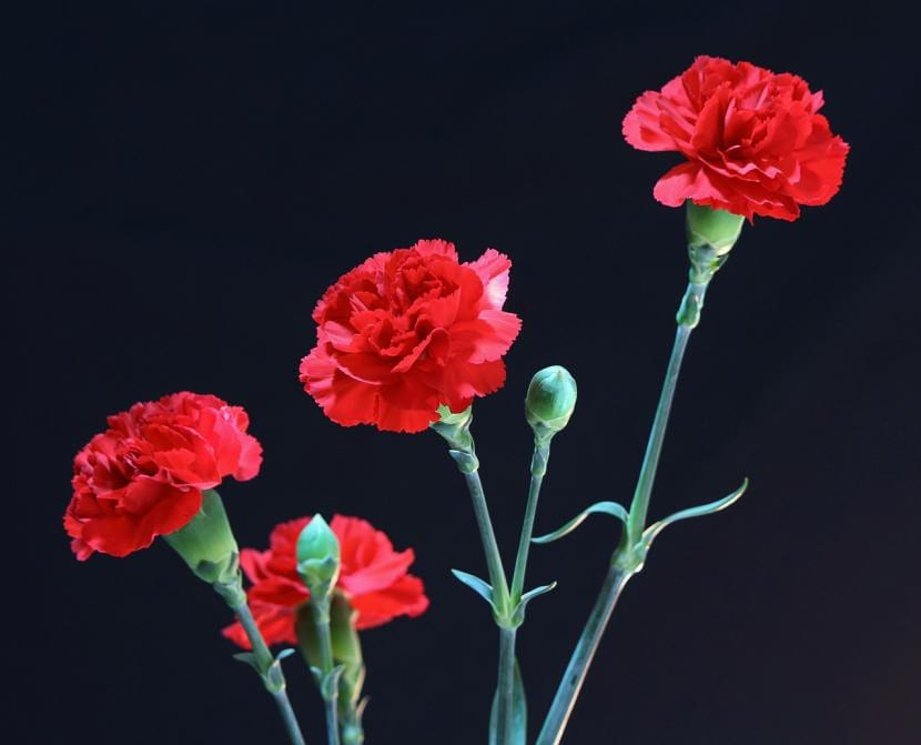 Planta de claveles rojos