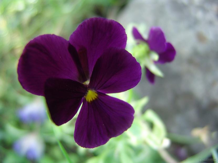 Cómo cuidar las flores: luz, riego, abono y limpieza