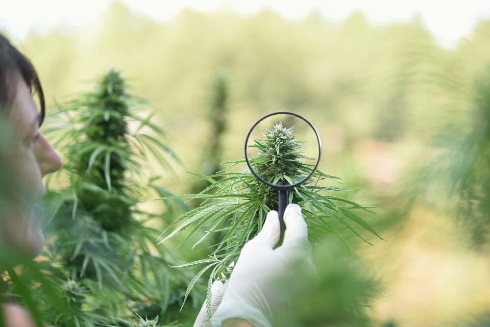 Inflorescencia femenina de Cannabis sativa