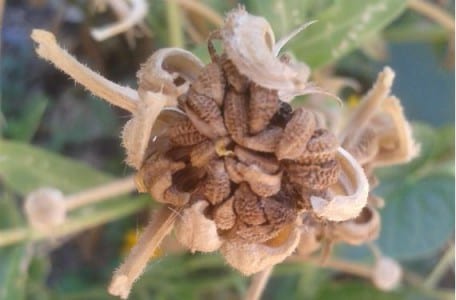Caléndulas en flor