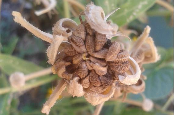 Calendula