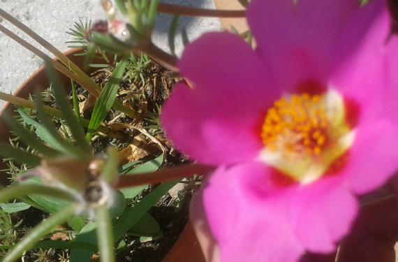 Portulaca