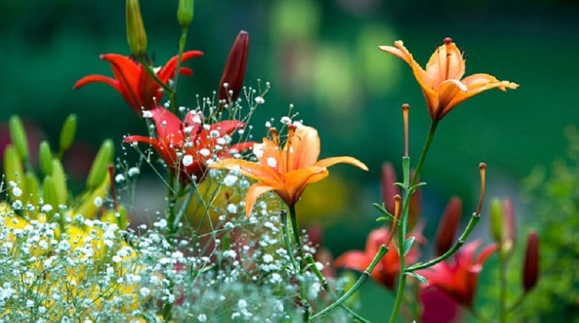 como cuidar el jardin