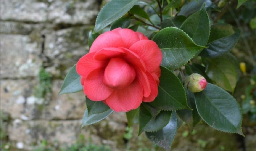 camelias