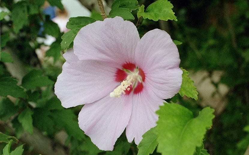 se mantiene lleno de flores durante todo este mes de julio y el de agosto.