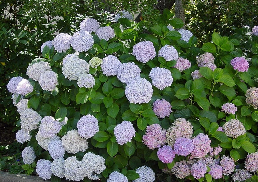 las hortensias florecen en el mes de julio