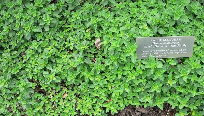 Es parecido al orégano y es una planta anual perenne