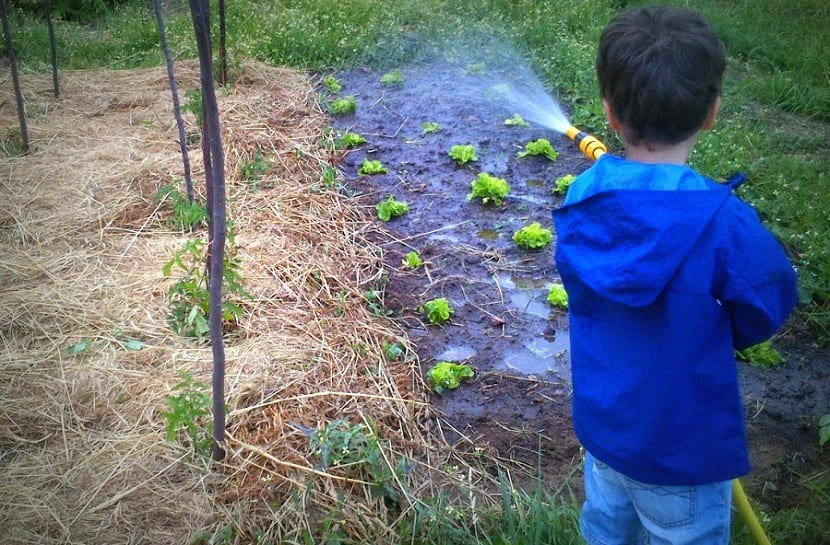 acolchado del terreno para evitar exceso de evaporacion