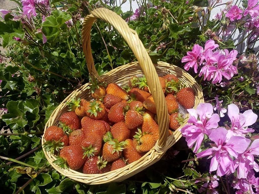 las fresas se pueden cultivar en verano