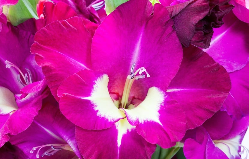 plantas bulbosas con grandes flores y bastante decorativas.
