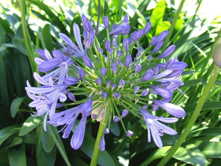 Agapanto en flor con sus umbelas azules sobre escapos altos