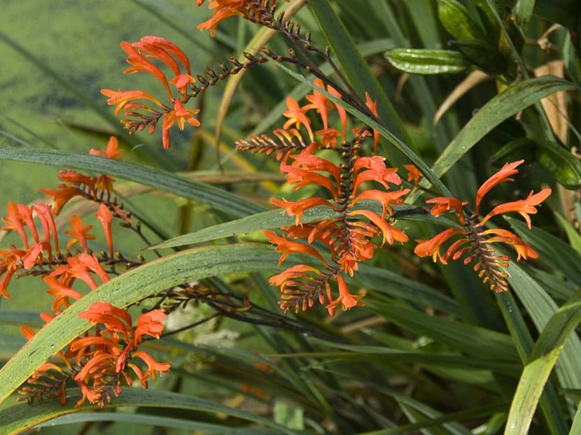 la crocosmia aparece en Junio