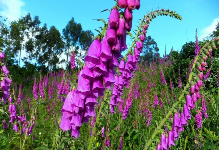 Espigas de dedalera con sus flores tubulares en un macizo de sombra