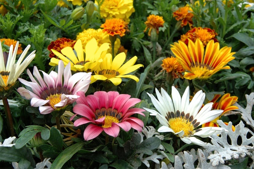 las gazanias aparecen en Junio