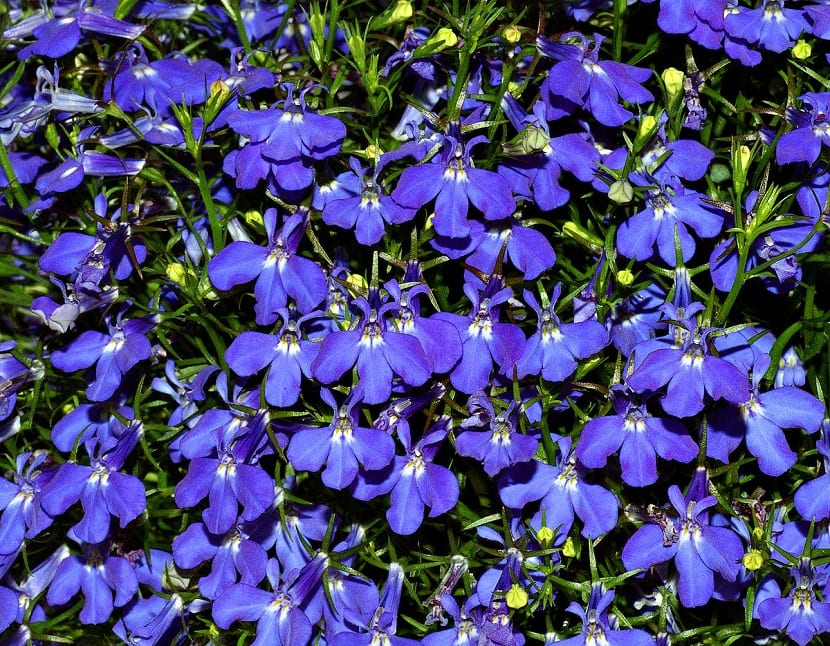 la lobelia aparece en Junio