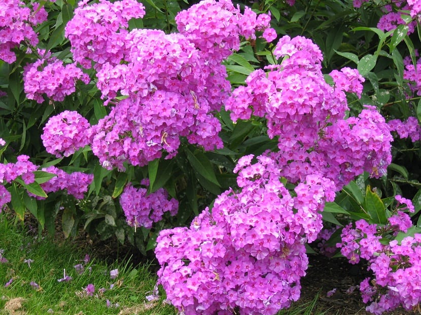 la phlox aparece en Junio