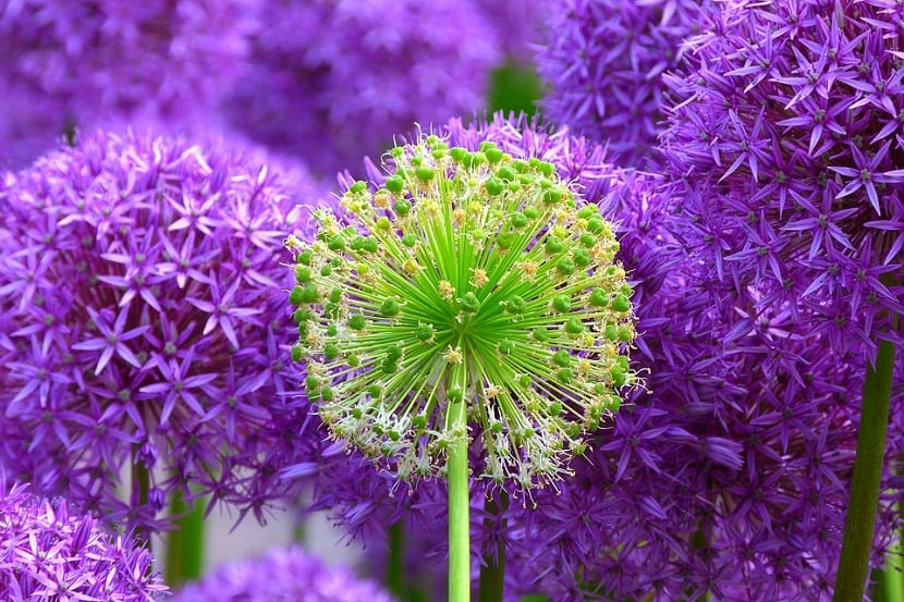 Refranes de junio y flores del jardín: guía del mes