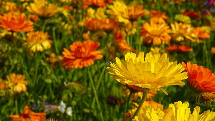 flores que se ven en junio