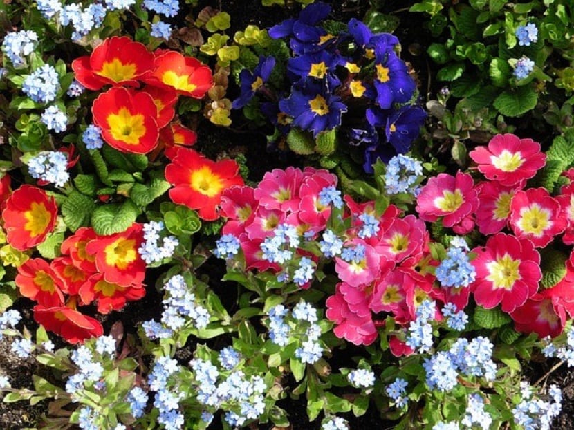 variedad de flores que se pueden plantar