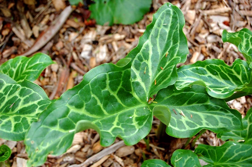 Plantas para sembrar en Marzo
