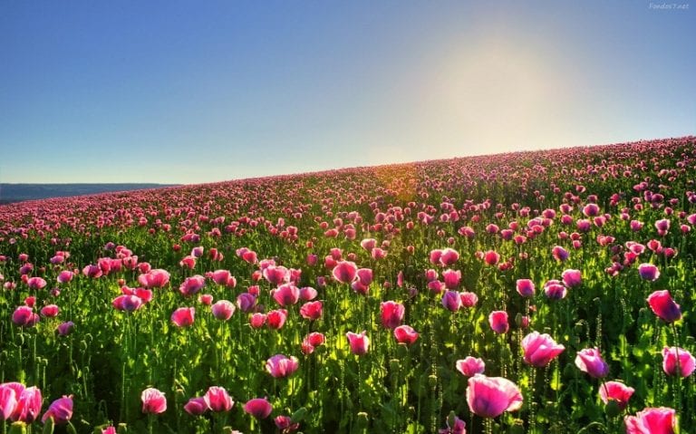 Flores de primavera abriendo en marzo en un jardín