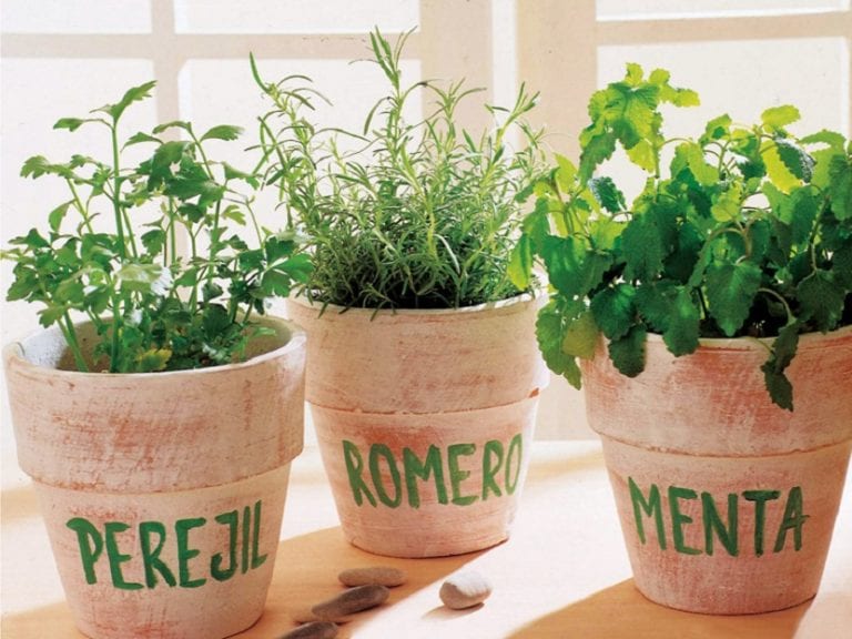 Hierbas aromáticas cultivadas en macetas al inicio de la primavera