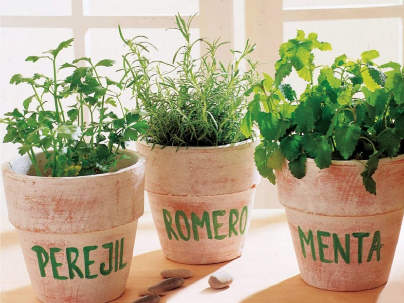 Las plantas aromáticas y terapéuticas