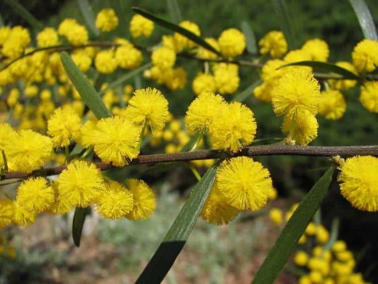 Flor blanca de acacia en plena floración de mayo