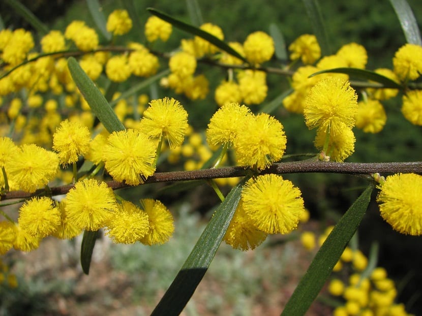 acacia