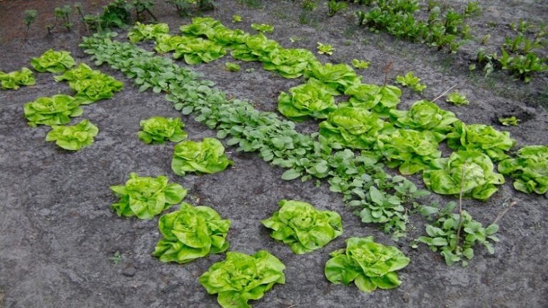 Huerto en mayo con cultivos de temporada